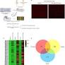 Immuno-profiling of Brucella proteins for developing improved vaccines and DIVA capable serodiagnostic assays for brucellosis