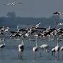 New eco-tourism bird-watching site coming up in TN's Pulicat