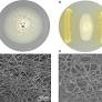Potential of Finger Millet Indigenous Rhizobacterium Pseudomonas sp. MSSRFD41 in Blast Disease Management—Growth Promotion and Compatibility With the Resident Rhizomicrobiome