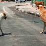Livestock deaths in stray dog attacks: Farmers press for 2nd round of compensation