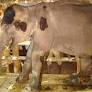 Injured elephant in Coimbatore under treatment in special kraal