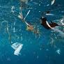 Famous Cuddalore beach found to have high level of microplastics: NCPOR study