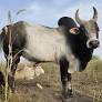 Interest in indigenous cattle breeds like the Pulikulam is reviving: Karthikeya Sivasenapathy