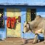 Why Cow-Loving India Wants to Keep Bullfighting