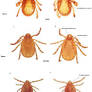 12S rRNA based phylogeny and genetic diversity of Haemaphysalis spinigera , the primary vector for Kyasanur forest disease in India