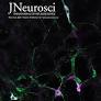 Macrophages Promote Repair of Inner Hair Cell Ribbon Synapses following Noise-Induced Cochlear Synaptopathy