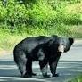 Retired Army man fatally attacked by bear