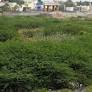 TN planning a scheme to remove karuvelam trees along water bodies