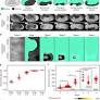 Regionalized tissue fluidization is required for epithelial gap closure during insect gastrulation