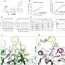 Alleviation of arthritis through prevention of neutrophil extracellular traps by an orally available inhibitor of protein arginine deiminase 4