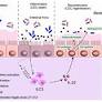 Editorial: Implication of oxidative, inflammatory, apoptotic and autophagy pathways in colitis