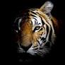 Skin and Bones: Tiger Trafficking Analysis from January 2000–June 2022