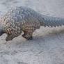 TRAFFIC: 30 Tonnes of Rare Pangolin Meat Seized in Malaysia