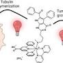 Red-Light Activation of a Microtubule Polymerization Inhibitor via Amide Functionalization of the Ruthenium Photocage