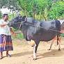 Raja Babu attracts visitors in Meherpur