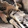 Mystery over bones found in NT