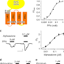 Structural basis of neurosteroid anesthetic action on GABA