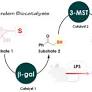 Tandem Biocatalysis to Generate Hydrogen Sulfide and Promote Endogenous Antioxidant Response