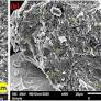 Characterization of silver nanoparticles using M. peregrina | IJN