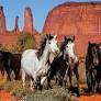 Engage with animal welfare in conservation