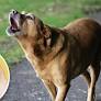 Pet dog bite turns fatal as man dies of rabies in Tamil Nadu | Tap to know more | Inshorts