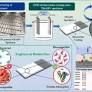 Biocompatibility screening of additively manufactured Ti alloys with electrophoretic deposition of nano-hydroxyapatite composite layers