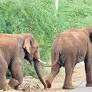 Elephant deaths: Panel meets ryots to find solutions