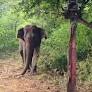 69-year-old dies in elephant attack Chinna Thadagam in Coimbatore, third this month