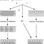 Sequential adsorption of egg-white proteins at the air–water interface suggests a stratified organization of the interfacial film