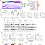 Discrete vulnerability to pharmacological CDK2 inhibition is governed by heterogeneity of the cancer cell cycle