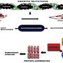 Alpha-Synuclein Aggregation in Parkinson's Disease
