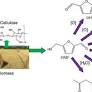 Synthesis of hydroxymethylfurfural from cellulose using green processes: A promising biochemical and biofuel feedstock