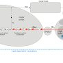 Speech Production as State Feedback Control