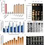 Palmitic Acid Inhibits the Virulence Factors of Candida tropicalis: Biofilms, Cell Surface Hydrophobicity, Ergosterol Biosynthesis, and Enzymatic Activity