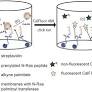 Click-Chemistry Based High Throughput Screening Platform for Modulators of Ras Palmitoylation