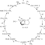 X}] catalysts (XN, P) for the reduction of dinitrogen to ammonia and hydrazine using FLP-H