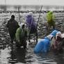 District administration to launch works to protect Pokkali rice fields