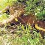 Elephant deaths on rise in Coimbatore forest division again