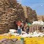 Kerala Minister Rejects Centre's Advice To Stop Incentive For Rice Cultivation