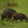 Kerala Minister P Prasad Proposes Wild Boar Consumption; Forest Minister Orders Probe