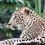 Big cats on the prowl upend lives in Ranni