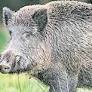 Plantation worker killed in wild boar attack in Kollam district