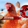 Avian flu outbreak confirmed in Kerala’s Alappuzha & Kottayam