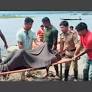 Four fishermen dead in Tripura’s Dumboor Lake