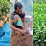 Habibar's endeavor turns Shikarpara into nursery village
