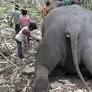 18 wild Asiatic elephants found dead in remote protected forest in India