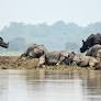 Two Assam ex-MLAs get 2-year jail for assaulting ranger at Kaziranga National Park