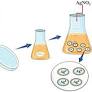 Biosynthesized nanoparticles: a novel approach for cancer therapeutics