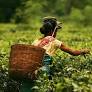 Assam: Tea Garden workers to receive 20% Durga Puja bonus