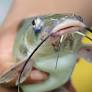 US Representative Andy Harris, Maryland catfish harvesters push back on pet food bill